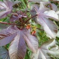 Jatropha gossypiifolia L.